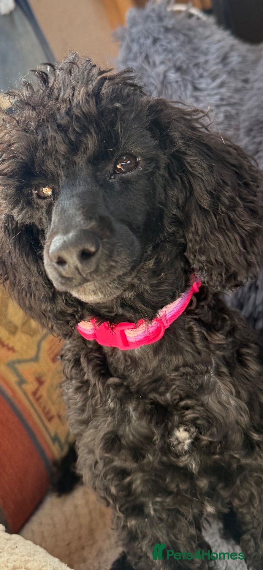 Miniature Poodle dogs Beautiful mini poodle - Advert 4