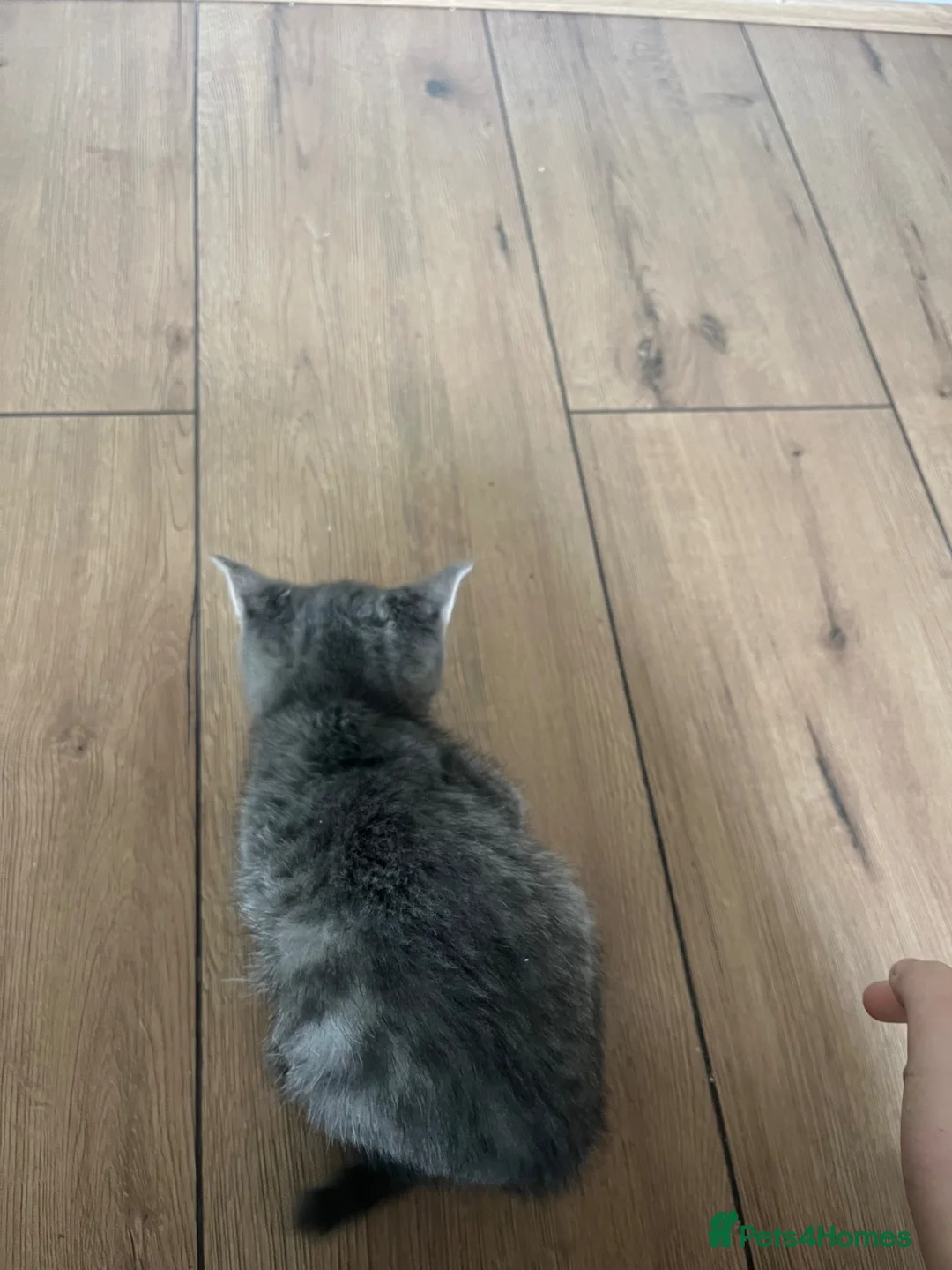 Mixed Breed cats for sale: Gray silver and tabby kittens for sale! - Advert 2