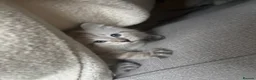 Ragdoll cats for sale: ✨ READY SOON ✨ Ragdoll Siberian Kittens - Advert 26