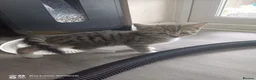 Mixed Breed cats for sale: Kittens and mother  - Advert 5