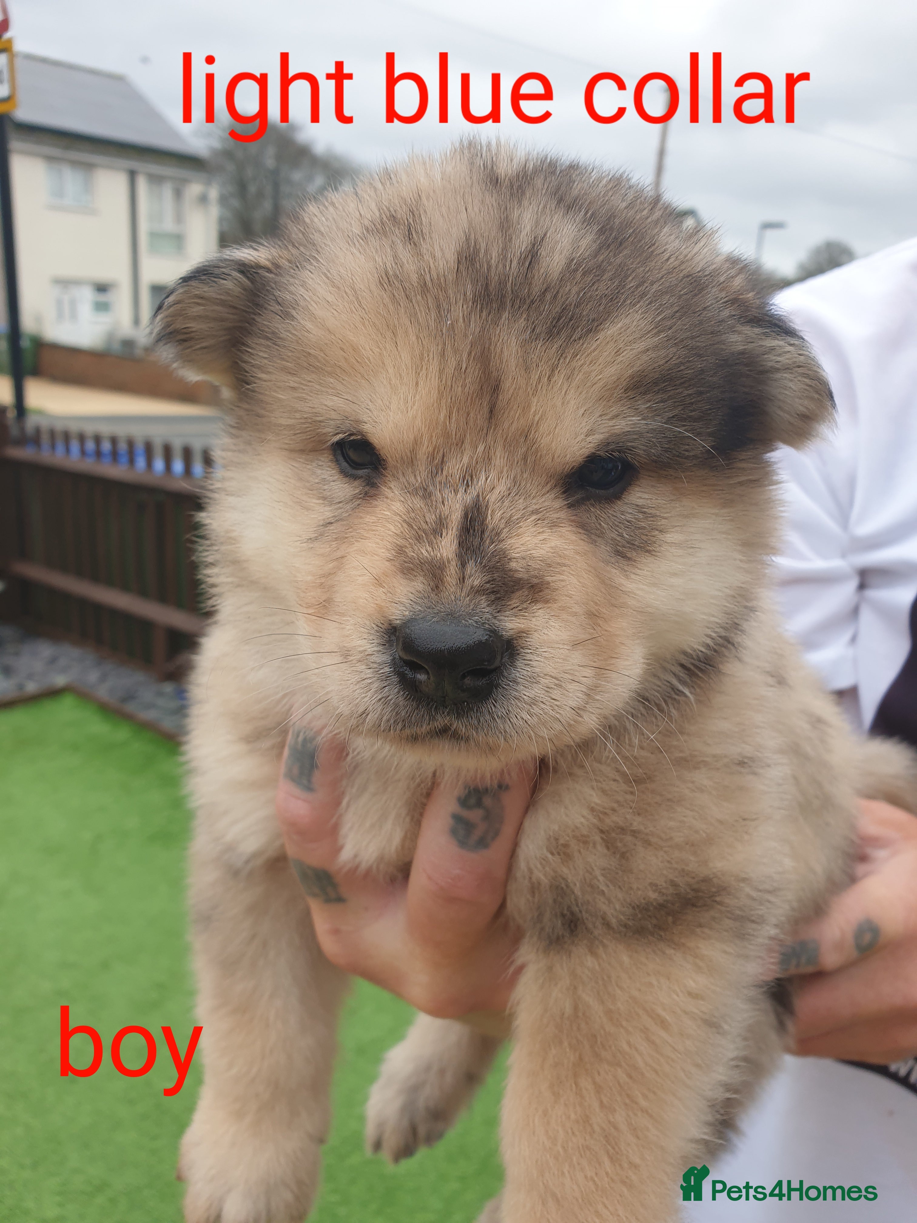 Mixed Breed dogs Hybrid chowchow/alaskan malamute  - Advert 1