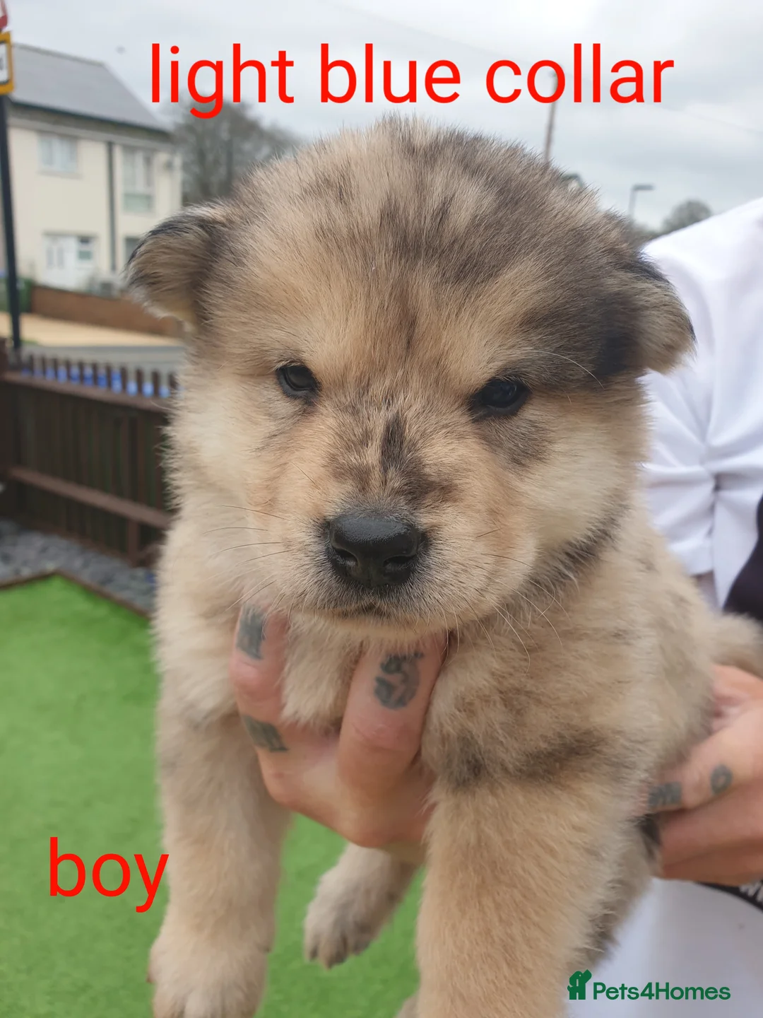 Mixed Breed dogs for sale: Hybrid chowchow/alaskan malamute  - Advert 10
