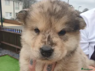 Mixed Breed dogs Hybrid chowchow/alaskan malamute - Advert 1