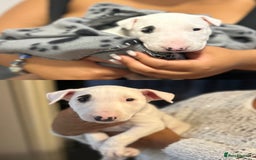 Bull Terrier dogs for sale: READY NOW. KC REGISTERED Bull Terrier Puppies - Image 9