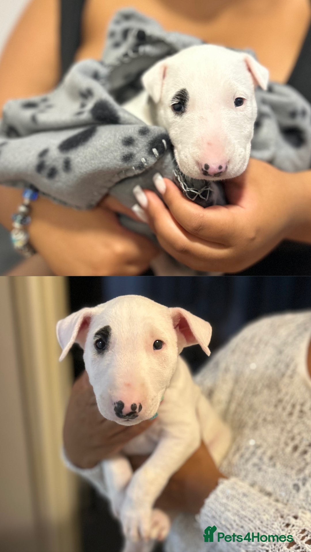 Bull Terrier dogs for sale: READY NOW. KC REGISTERED Bull Terrier Puppies - Image 9