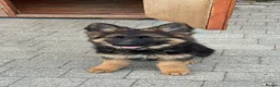 German Shepherd dogs for sale: Pure German Shepherd ready to move at a new home - Advert 3