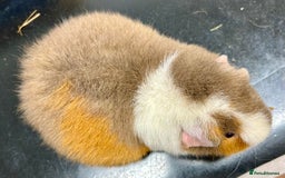 Guinea Pig rodents for sale: Teddy Sows Available  - Advert 12