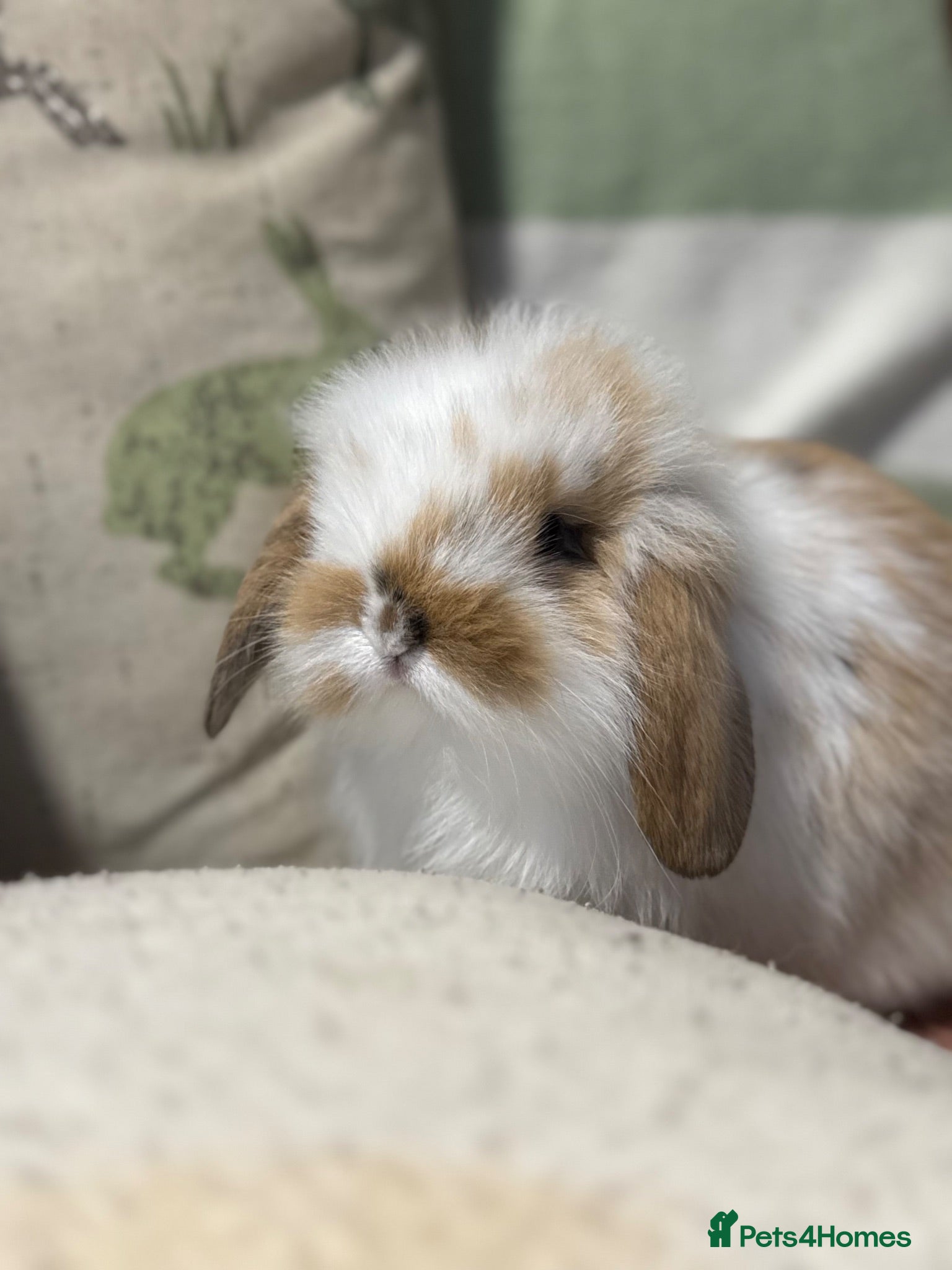 Mini Lop rabbits Gorgeous mini lop & lion lop babies (vaccinated)  - Advert 1
