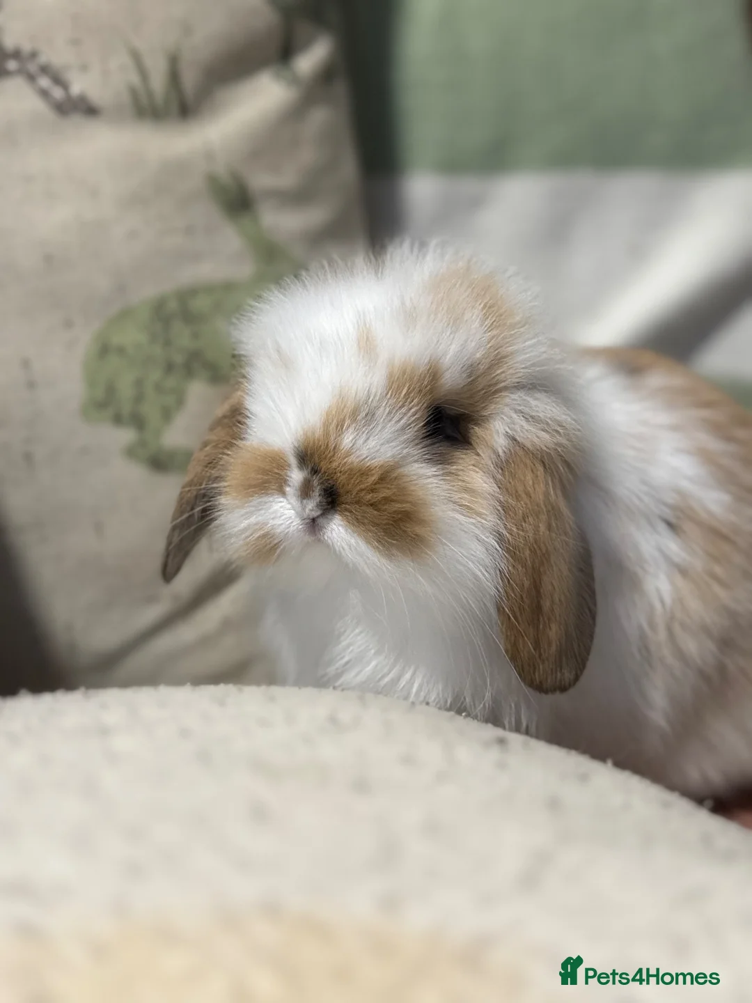 Mini Lop rabbits for sale: Gorgeous mini lop & lion lop babies (vaccinated)  - Advert 1