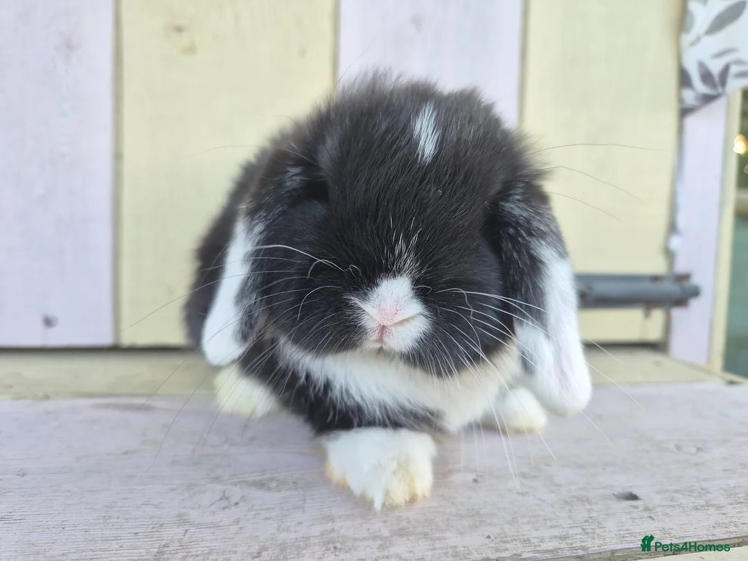 Mini Lop rabbits for sale: 💙Beautiful and friendly mini lop boy 💙 - Advert 2