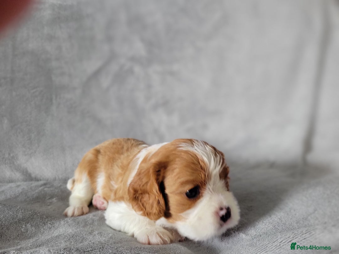 Cavalier King Charles Spaniel dogs for sale: Cavalier King Charles Spaniel Puppies for Sale 🐾 - Image 16
