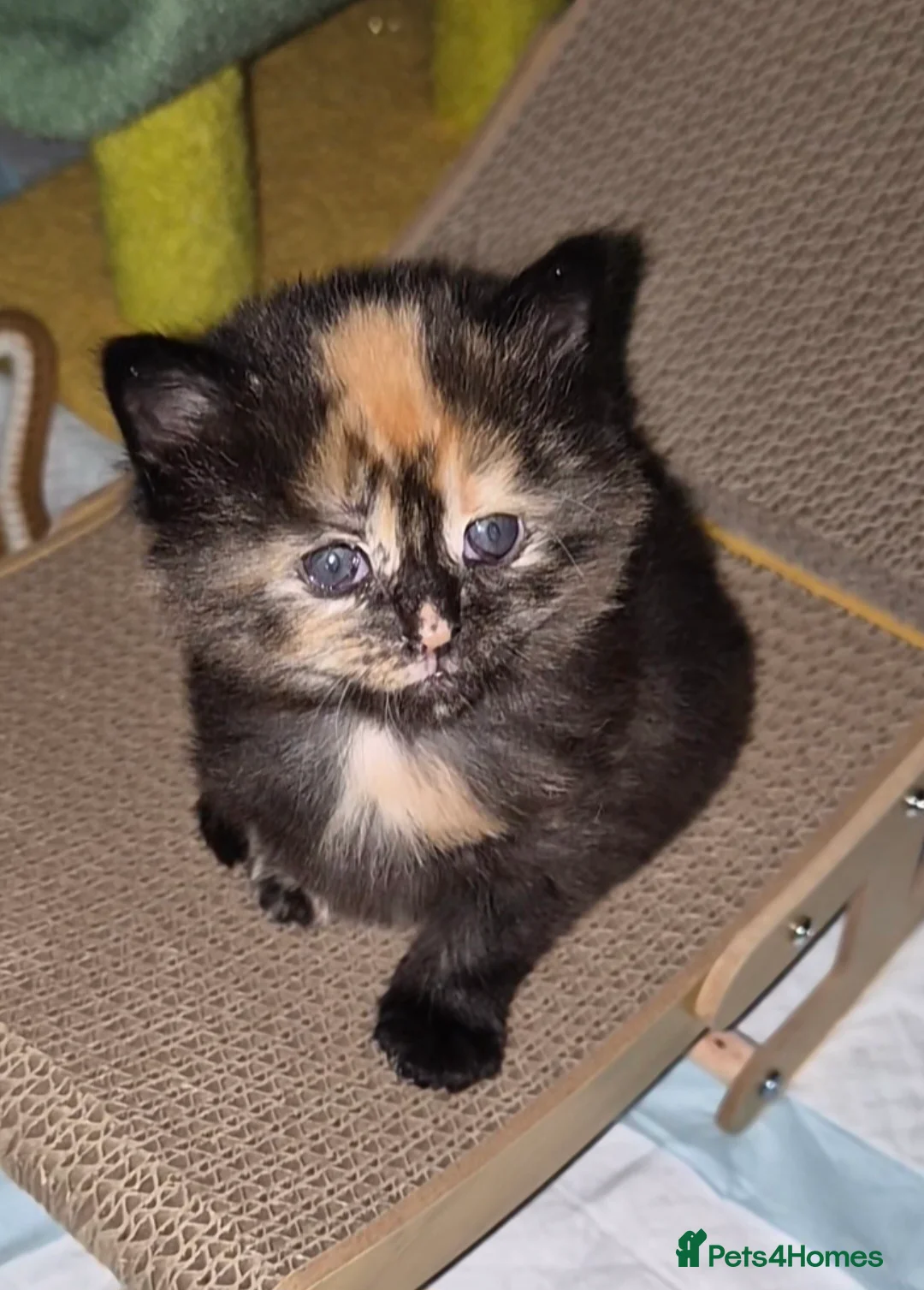 Maine Coon cats for sale: Maine Coon Mix Kittens - Advert 2