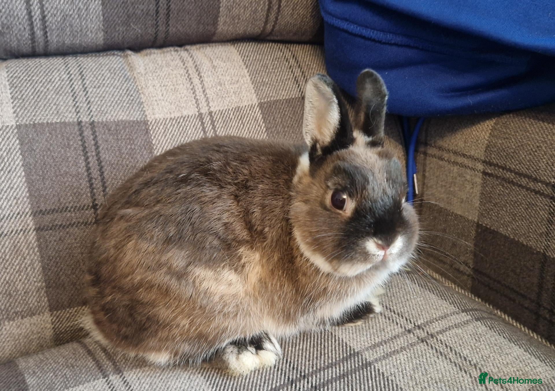 Netherland Dwarf rabbits Cute little baby Netherland Dwarf boy-Dumpling 🐰 - Advert 14