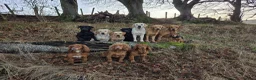 Labrador Retriever dogs for sale: Kc Registered Lab Pups - Advert 8