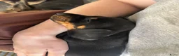 Miniature Dachshund dogs for sale: LAST PUPPY LEFT! BLACK AND TAN GIRL - Advert 7