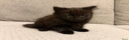 Mixed Breed cats for sale: Adorable Black Kittens - Advert 6