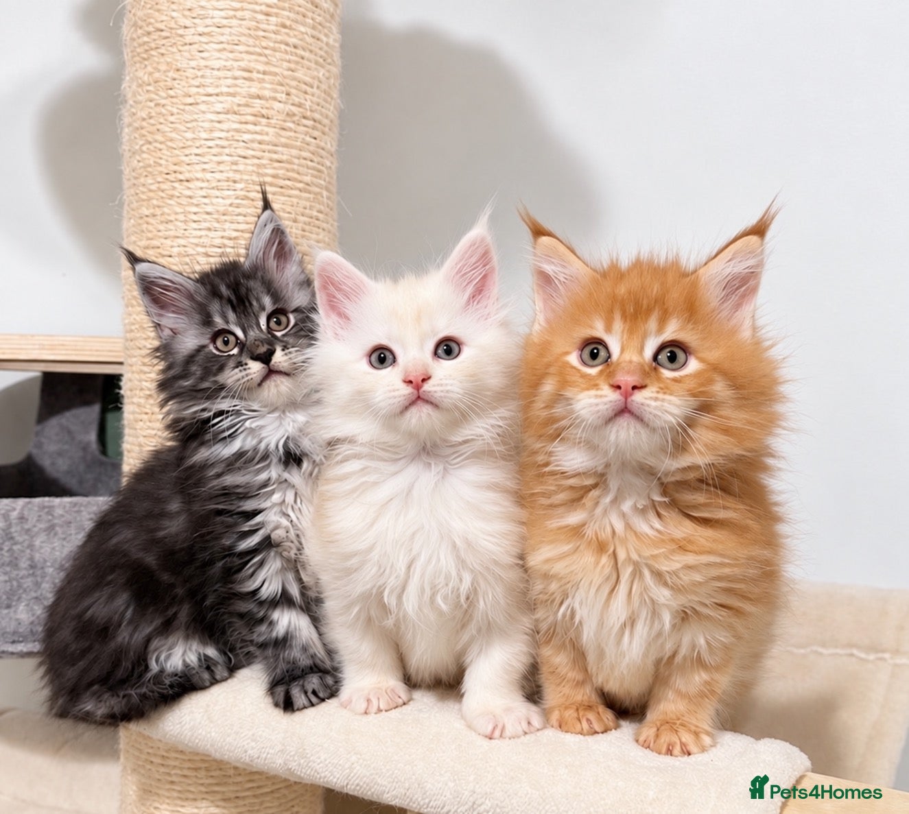 Maine Coon cats Beautiful Maine coon kittens  - Advert 9