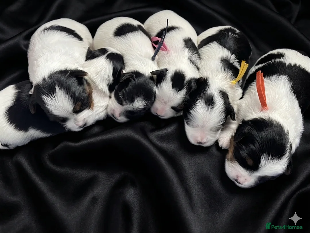 Yorkshire Terrier dogs for sale: Adorable Biewer Yorkshire Terriers - Advert 2
