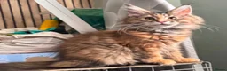 Maine Coon cats for sale: Stunning TICA registered Maine Coon Female - Advert 2