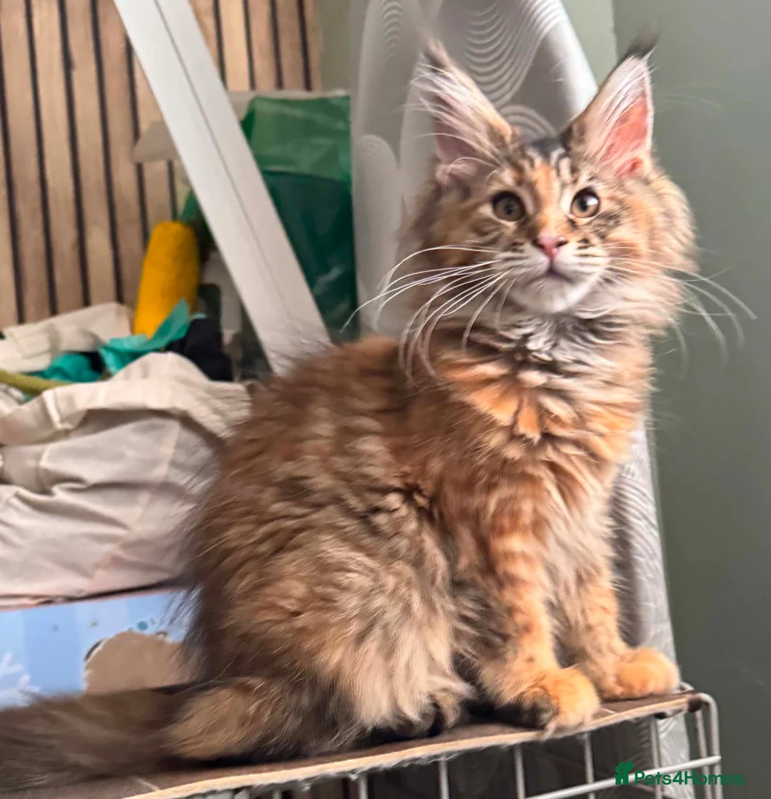 Maine Coon cats for sale: Stunning TICA registered Maine Coon Female - Advert 2
