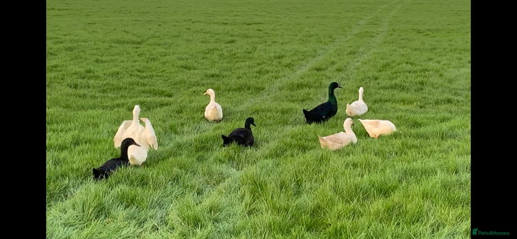 Ducks poultry - Advert 3