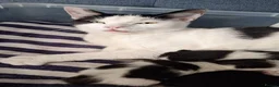 Mixed Breed cats for sale: 6 week old kittens (Not ready to leave mum yet) in Bradford - Advert 1