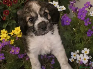 Cockapoo dogs F1 COCKAPOO BOY - Advert 4