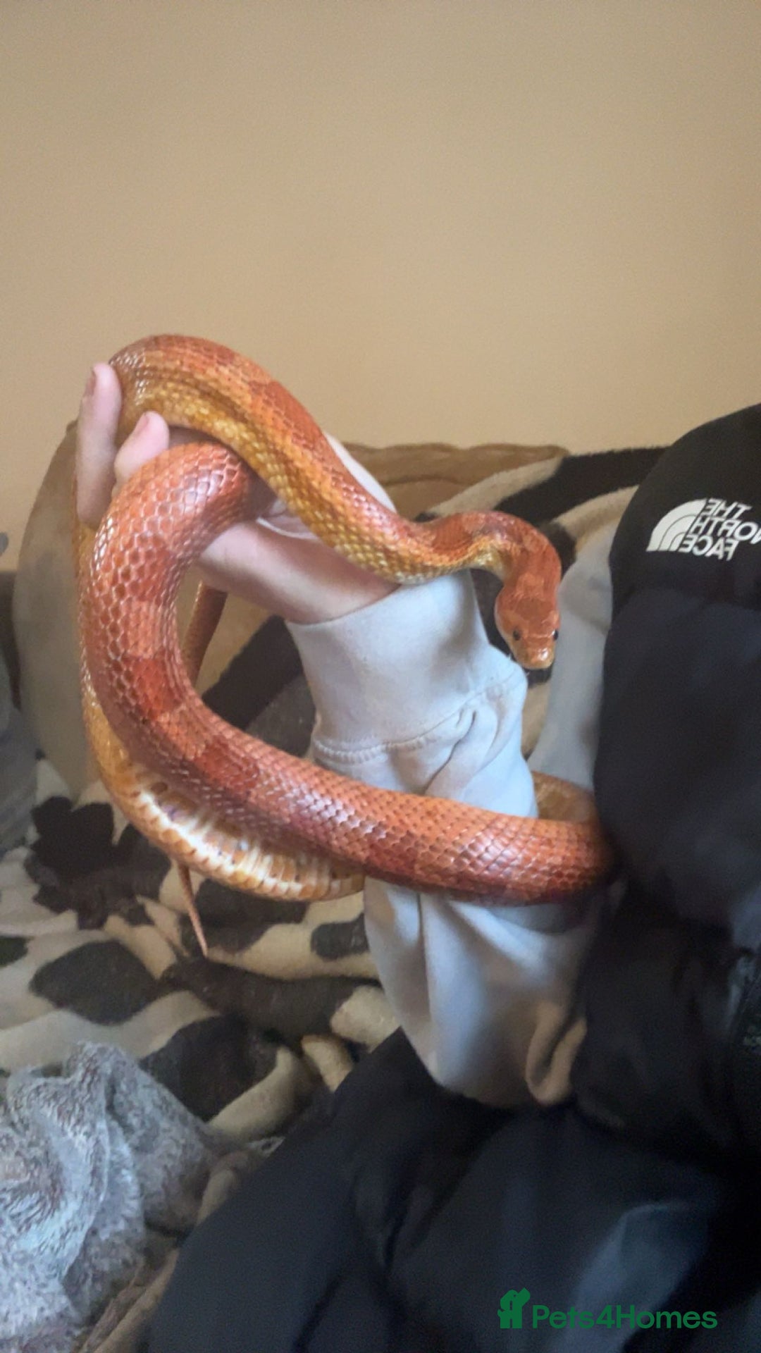Corn Snake reptiles for sale: Corn snake for sale - Image 2