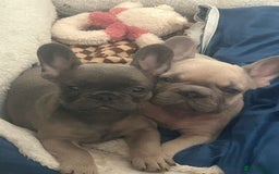 French Bulldog dogs for sale: 2 beautiful French bulldogs  - Image 5