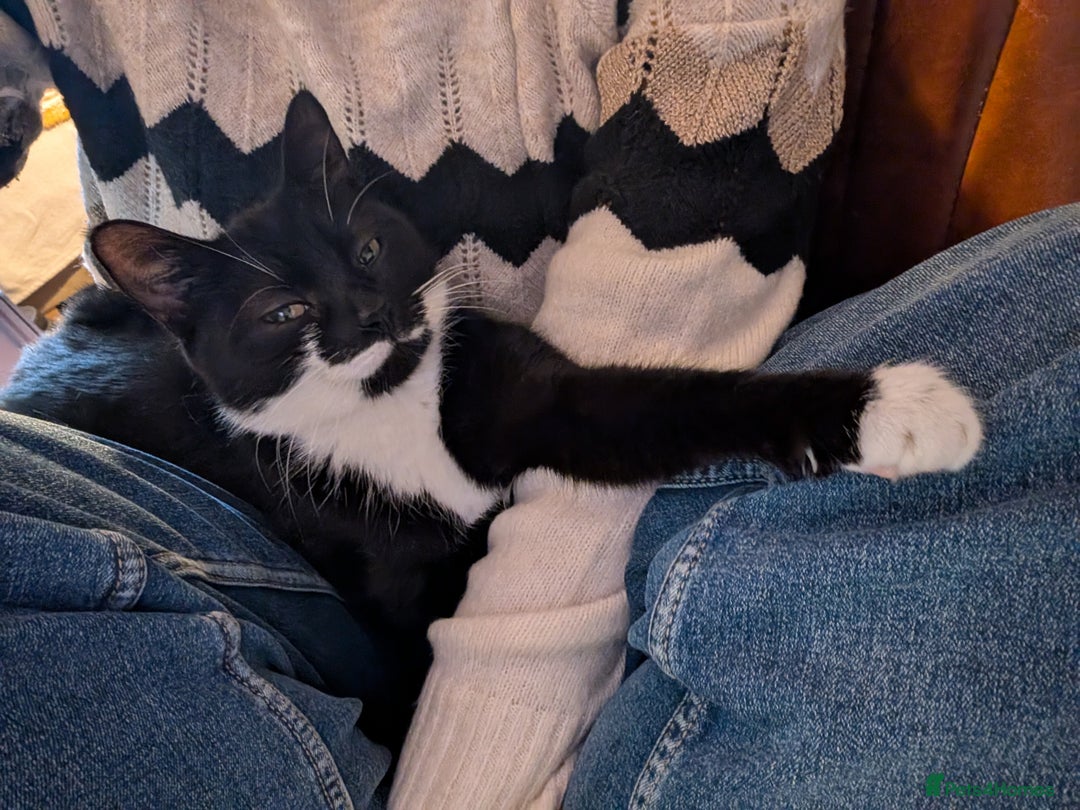 Mixed Breed cats for sale: Free to a loving home  - Advert 2