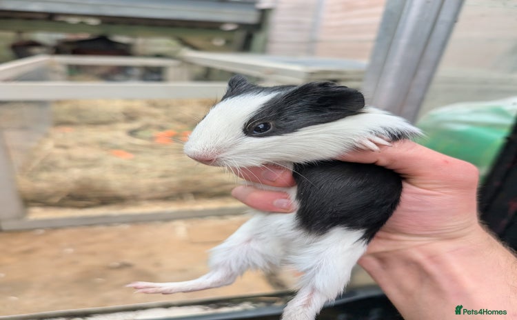 Guinea Pig rodents - Advert 12