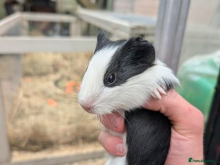 Guinea Pig rodents for sale - Advert 2