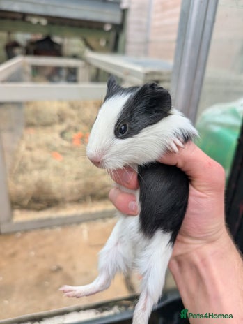 Guinea Pig rodents - Advert 17