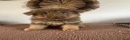 German Shepherd dogs for sale: German Shepherd Puppies Liver Tan Isabella Tan  - Advert 12