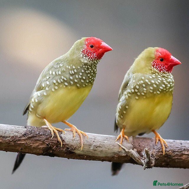 Finches birds Finch and Canaries - Advert 22