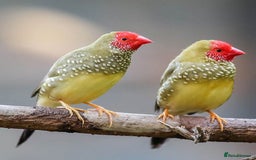 Finches birds for sale: Finch and Canaries - Image 1