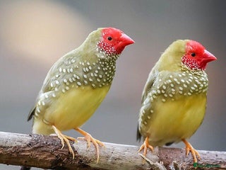 Finches birds Finch and Canaries - Advert 13