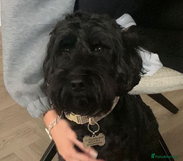 Mixed Breed dogs FOSTER or ADOPT💙JACK💙- 4.5-year-old Cockapoo boy - Advert 2