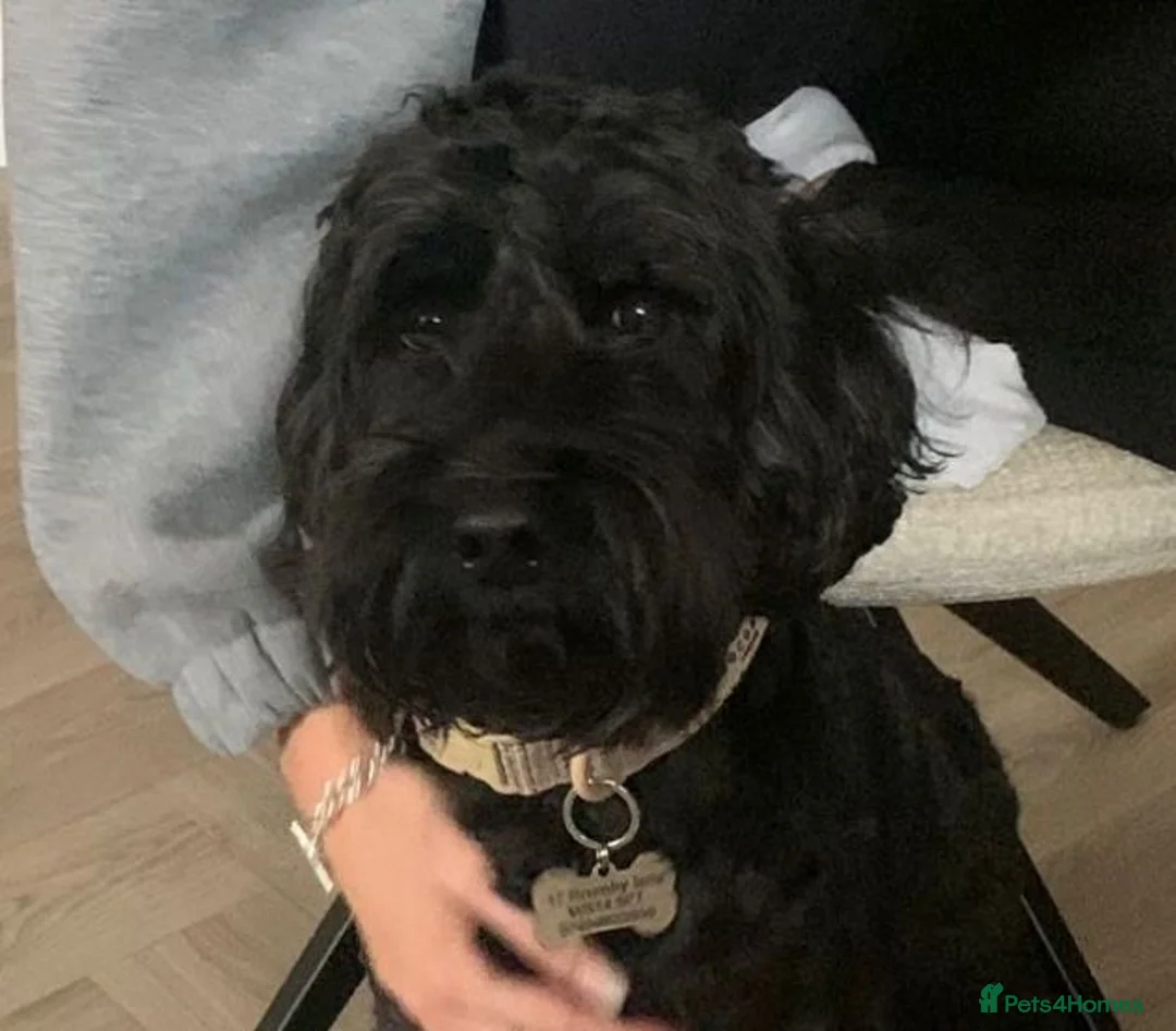 Mixed Breed dogs for adoption: FOSTER or ADOPT💙JACK💙- 4.5-year-old Cockapoo boy in Lichfield - Advert 2