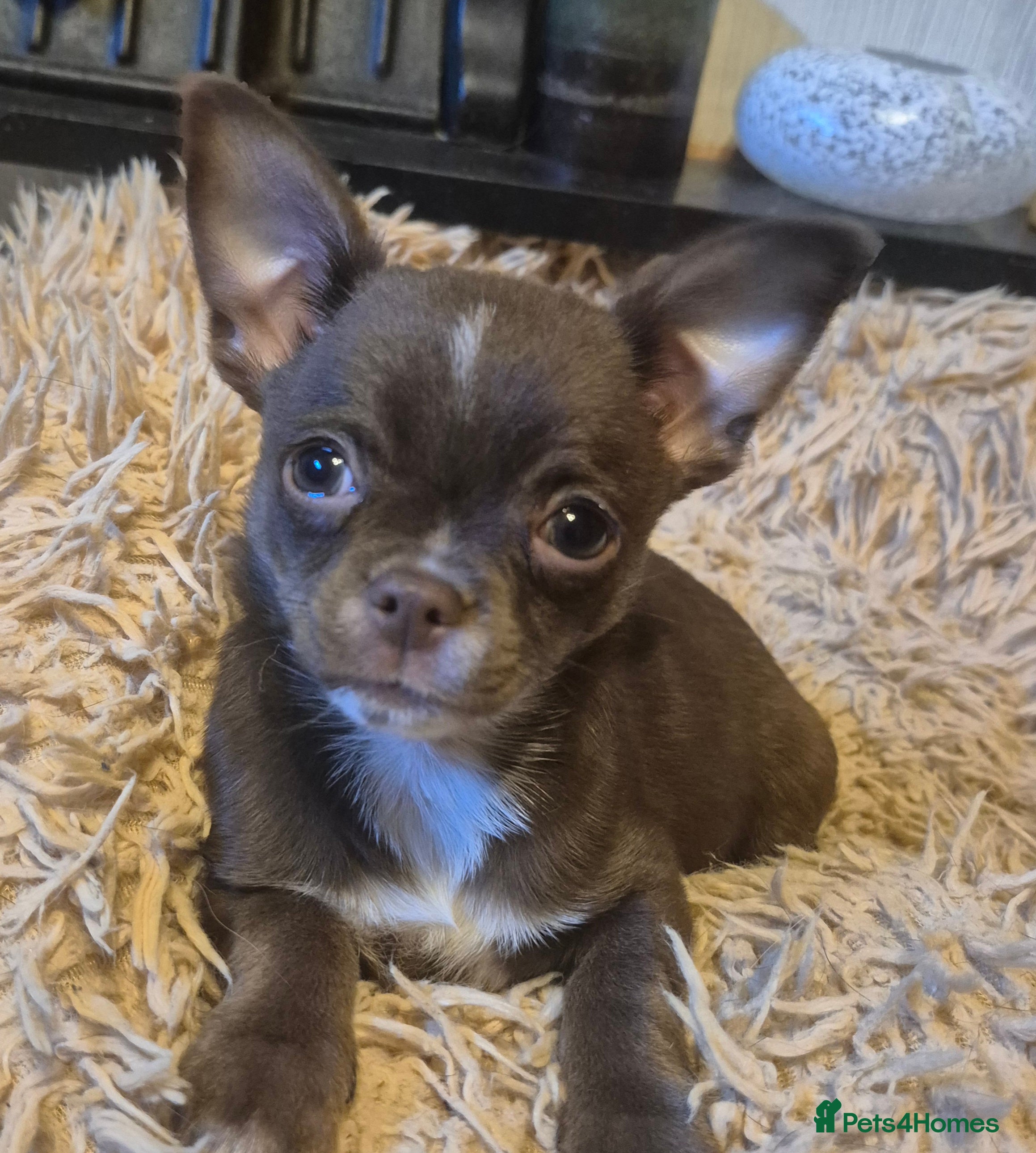 Chihuahua dogs KC chihuahua puppies  - Advert 6