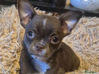 Chihuahua dogs KC chihuahua puppies - Advert 6