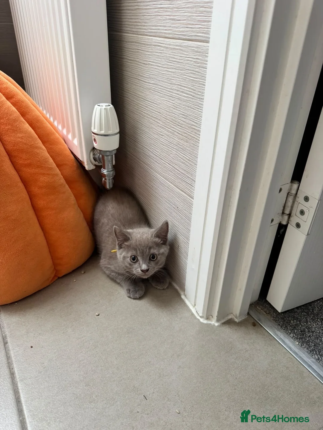 Ragdoll cats for sale: Ragdoll x British Shorthair blue kittens  - Advert 2