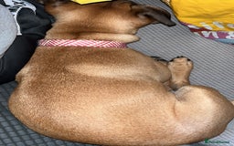 Mixed Breed dogs for sale: Reya Rehoming  - Image 3