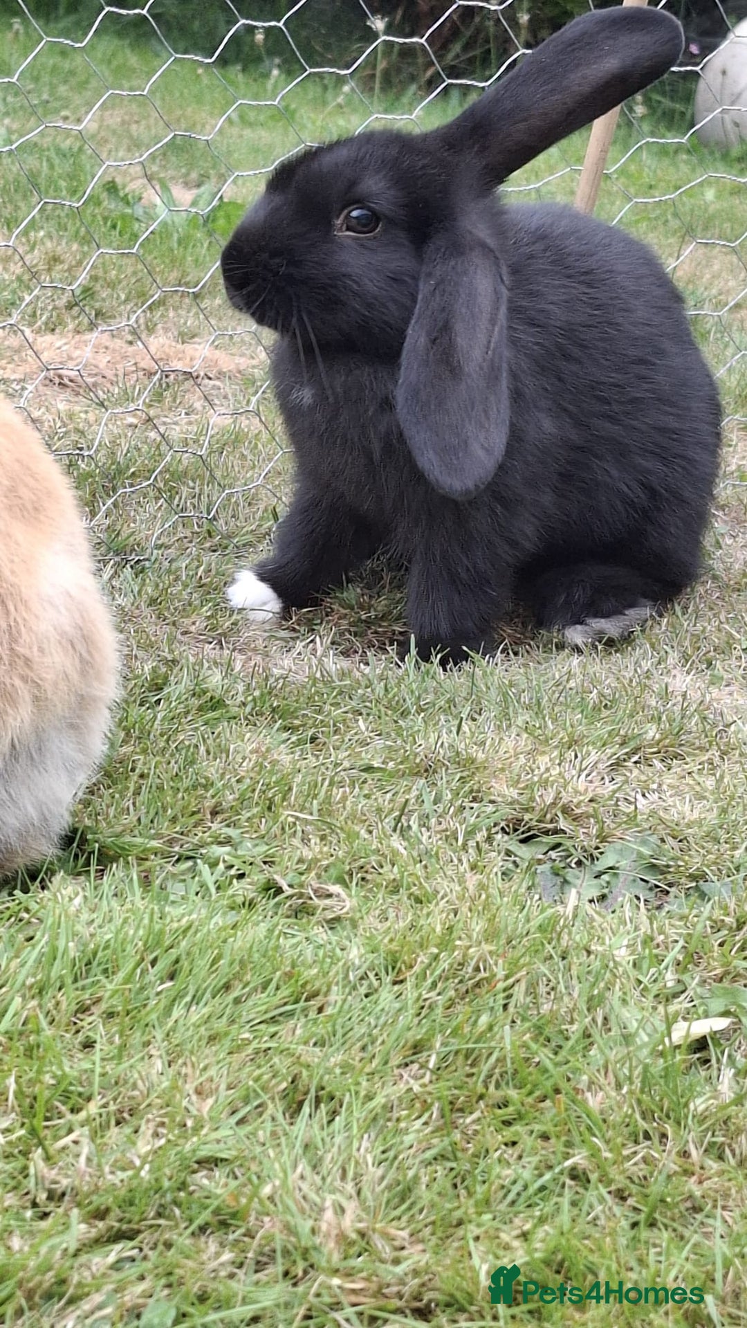 English Lop rabbits for sale: Rabbits for sale - Image 1