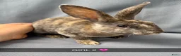 Rex rabbits for sale: Beautiful Pure Mini Rex Babies  - Advert 6