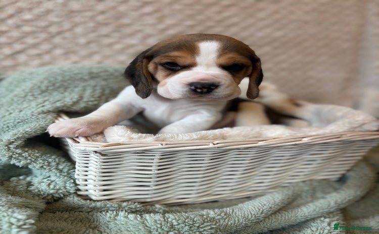 Beagle dogs - Advert 1