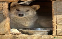 Mixed Breed dogs for adoption: Song - Norwich Norfolk  - Image 2