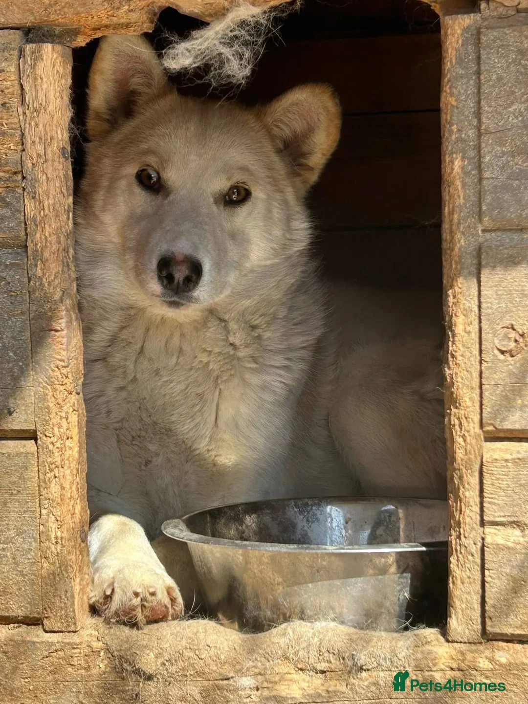 Mixed Breed dogs for adoption: Song - Norwich Norfolk  - Advert 2