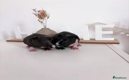 Guinea Pig rodents for sale: Skinnypig Baby Boars - Image 2
