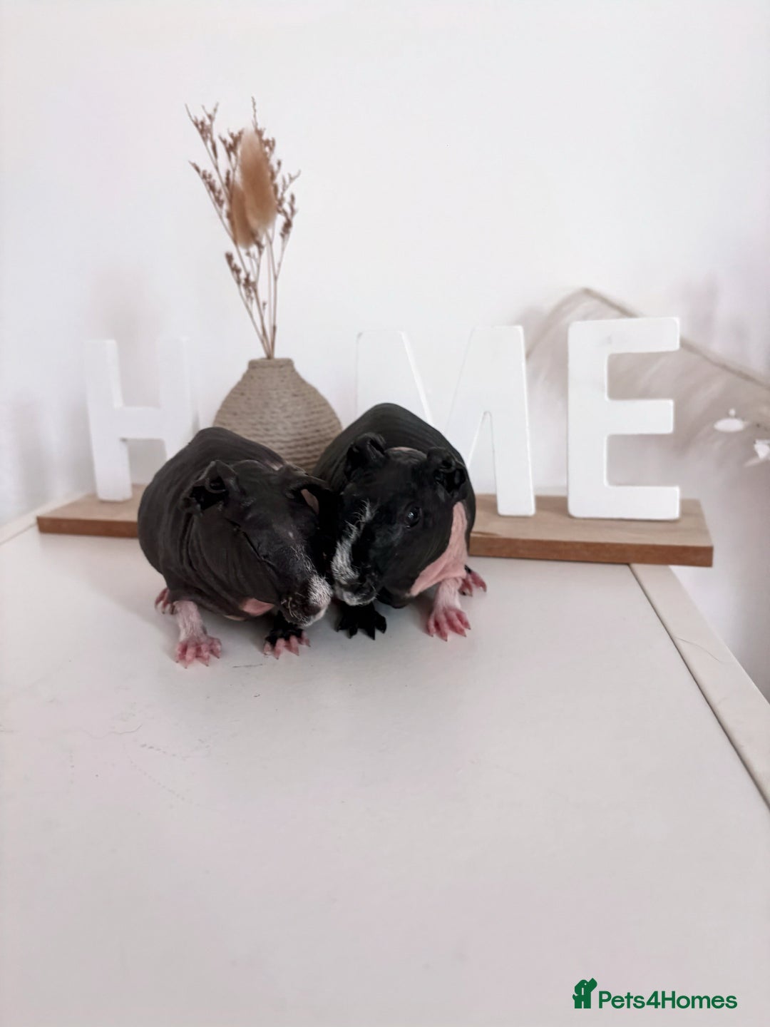 Guinea Pig rodents for sale: Skinnypig Baby Boars - Image 2